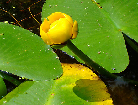 spatterdock