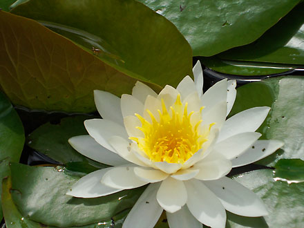 waterlily