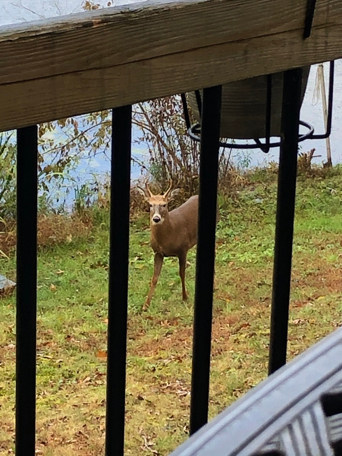 Autumn Wildlife at the&nbsp;Lake